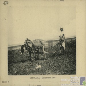 Casablanca - un laboureur arabe