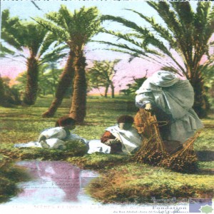 La récolte des dattes