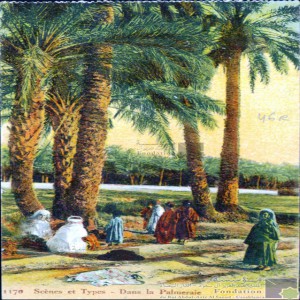 Dans la palmeraie