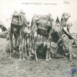Groupe de chameaux