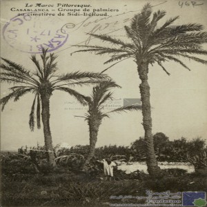 Casablanca - groupe de palmiers au cimetière de Sidi-Bélioud