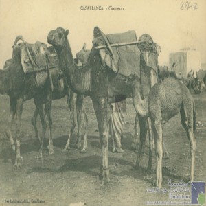 Casablanca - chameaux