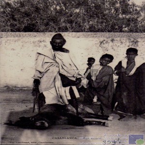 Casablanca - âne savant