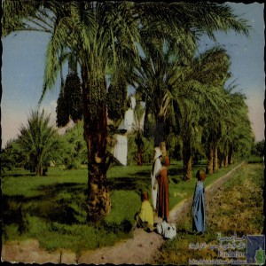 La cueillette des dattes