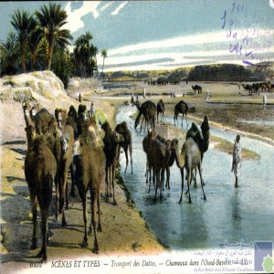 Transport des dattes - chameaux dans l\'Oued-Bayech