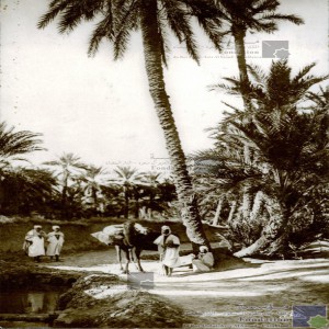 Un chemin dans la palmeraie