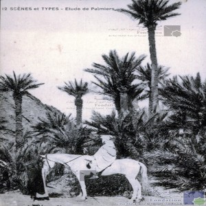 Etude de palmiers