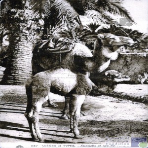 Chamelle et son fils