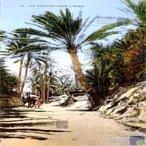 Un sentier dans l\'oasis