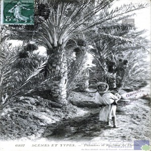 Palmiers et régimes de dattes