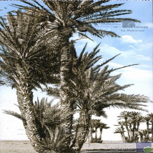 Bou Denib - la palmeraie