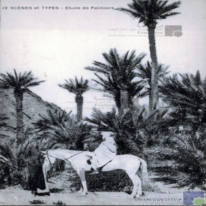 Etude de palmiers