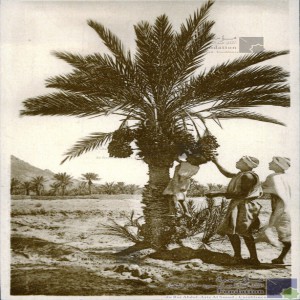 La récolte des dattes dans le sud