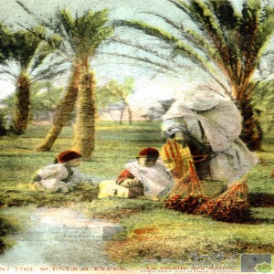 La récolte des dattes