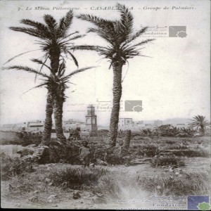 Casablanca - groupe de palmiers