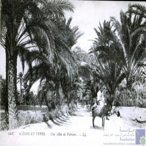 Une allée de palmiers