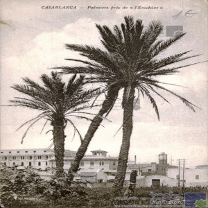 Casablanca - palmiers près de l\'Excelsior