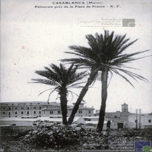 Casablanca - palmeraie près de la Place de France