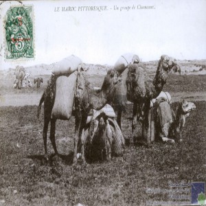 Un groupe de chameaux
