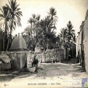 Paysages sahariens - dans l\'oasis