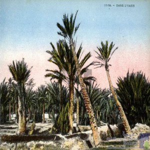 Dans l\'oasis