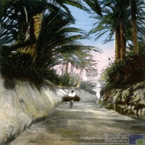 Un sentier dans l\'oasis