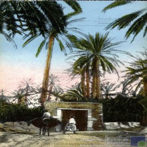Dans l\'oasis