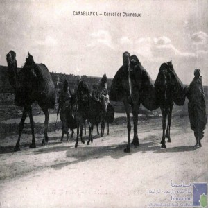 Casablanca - convoi de chameaux