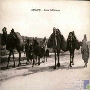 Casablanca - convoi de chameaux
