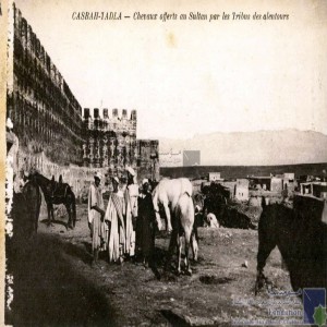 Casbah-Tadla - chevaux offerts au Sultan par les tribus des alentours