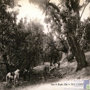 Dans le Moyen Atlas - forêt d\'Azrou