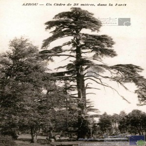 Azrou - un cèdre de 38 mètres, dans la forêt