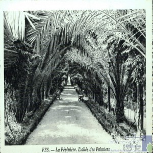 Fès - la pépinière - l\'allée des palmiers
