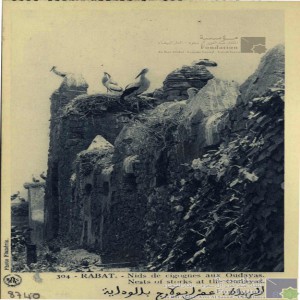 Rabat - nids de cigognes aux Oudayas