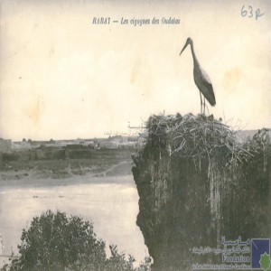 Rabat - les cigognes des Oudaïas