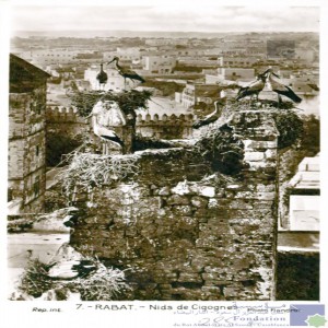 Rabat - nids de cigognes