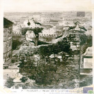 Rabat - nids de cigognes