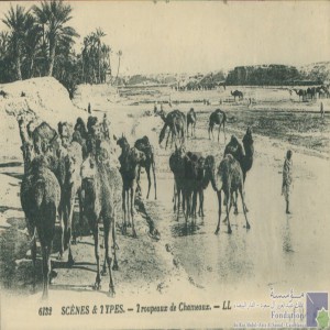 Troupeaux de chameaux