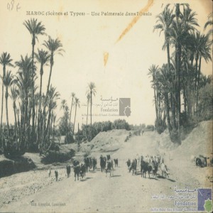 Une palmeraie dans l\'oasis