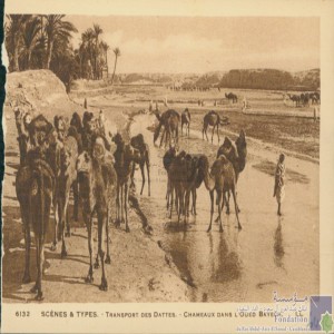 Transport des dattes - chameaux dans l\'Oued Bayech
