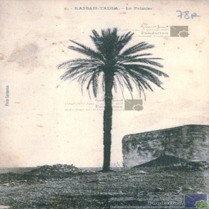 Kasbah-Tadla - le palmier